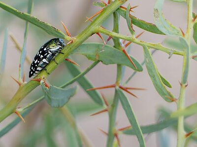 Diphucrania robertfisheri, PL5801C, female, on Acacia victoriae ssp. victoriae (PJL 3630) stem, (iNat-150634757), NL, photo by Matthew Endacott, 14.5 × 5.6 mm